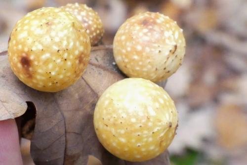 Réf. 270 299 : Cynips quercusfolii